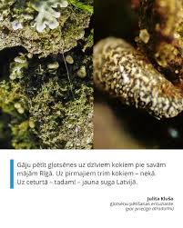 Attēlu rezultāti vaicājumam “Physarum decipiens”