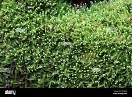 Attēlu rezultāti vaicājumam “Odontoschisma denudatum”