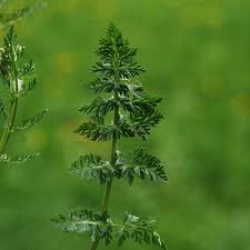 Image result for Carum carvi