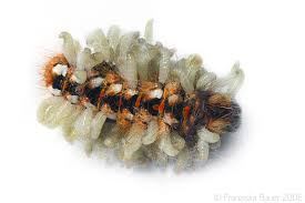 Attēlu rezultāti vaicājumam “Acronicta rumicis larva”