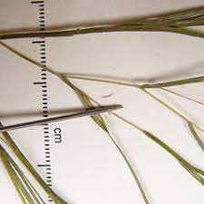 Attēlu rezultāti vaicājumam “Stuckenia filiformis bud”