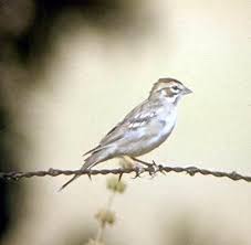 Image result for Chondestes grammacus