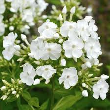 Image result for Phlox (großblumig)