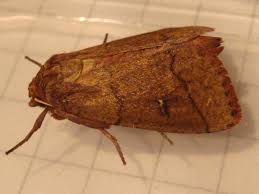 Attēlu rezultāti vaicājumam “Mythimna turca”