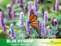 Attēlu rezultāti vaicājumam “Hyssopus officinalis flower”