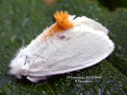 Attēlu rezultāti vaicājumam “Euproctis similis imago”