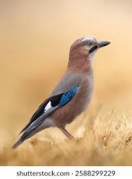 Attēlu rezultāti vaicājumam “Garrulus glandarius”