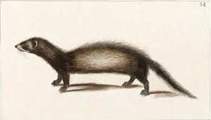 Attēlu rezultāti vaicājumam “Mustela putorius”