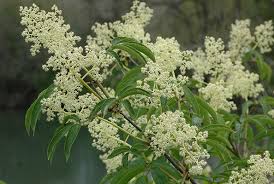 Attēlu rezultāti vaicājumam “Sambucus racemosa”