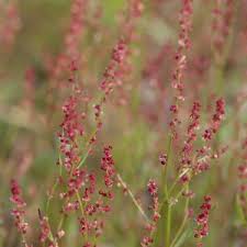 Attēlu rezultāti vaicājumam “Rumex acetosa flower”