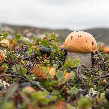 Attēlu rezultāti vaicājumam “Leccinum”