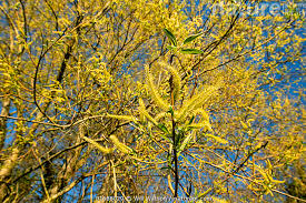 Attēlu rezultāti vaicājumam “Salix x fragilis”