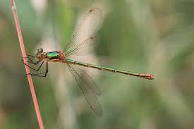 Attēlu rezultāti vaicājumam “Lestes sponsa”