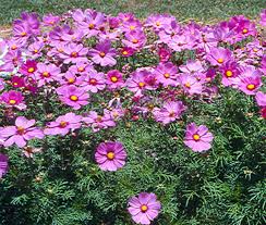 Image result for Cosmos bipinnatus