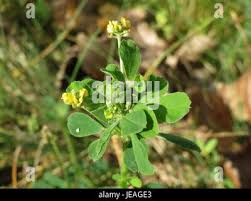 Attēlu rezultāti vaicājumam “Medicago lupulina fruit”