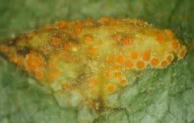 Attēlu rezultāti vaicājumam “Gymnosporangium sp.”