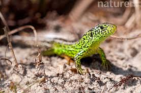Attēlu rezultāti vaicājumam “Lacerta agilis male”