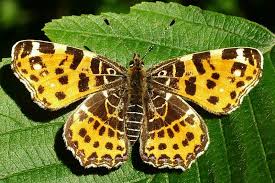 Attēlu rezultāti vaicājumam “Araschnia levana”