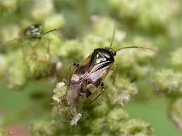 Attēlu rezultāti vaicājumam “Orthops campestris”