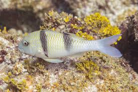 Image result for Parupeneus trifasciatus