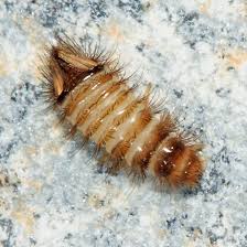 Attēlu rezultāti vaicājumam “Anthrenus sp. larva”