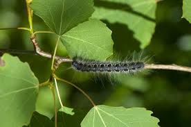 Attēlu rezultāti vaicājumam “Eriogaster lanestris”