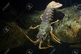 Image result for Palinurus elephas