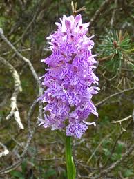 Attēlu rezultāti vaicājumam “Dactylorhiza maculata”