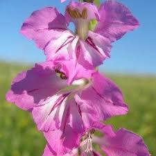Attēlu rezultāti vaicājumam “Gladiolus imbricatus flower”