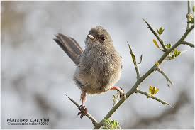 Image result for Sylvia sarda