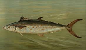 Image result for Stenotomus chrysops