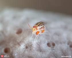 Attēlu rezultāti vaicājumam “Amphipoda”