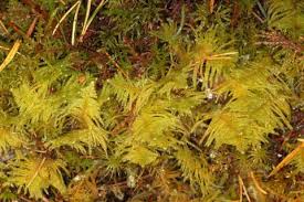 Attēlu rezultāti vaicājumam “Ptilium crista-castrensis”