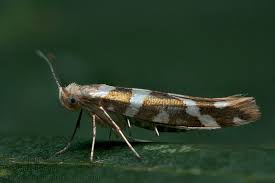 Attēlu rezultāti vaicājumam “Argyresthia goedartella”