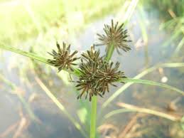 Attēlu rezultāti vaicājumam “Cyperus fuscus fruit”