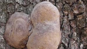 Attēlu rezultāti vaicājumam “Phellinus robustus”