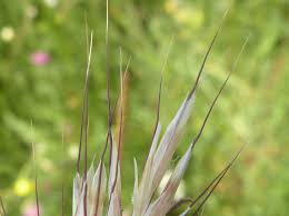 Attēlu rezultāti vaicājumam “Helictotrichon pubescens”