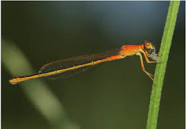 Attēlu rezultāti vaicājumam “Ischnura pumilio”