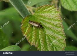 Attēlu rezultāti vaicājumam “Ectobius sylvestris male”