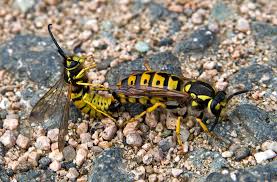 Attēlu rezultāti vaicājumam “Vespula germanica”