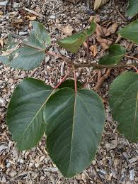 Attēlu rezultāti vaicājumam “Populus x jackii leaf”