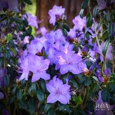 Attēlu rezultāti vaicājumam “rhododendron”