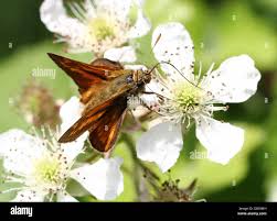 Attēlu rezultāti vaicājumam “Ochlodes sylvanus male”