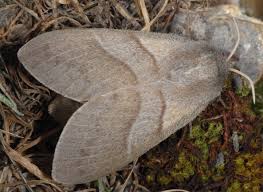 Attēlu rezultāti vaicājumam “Macrothylacia rubi”