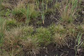 Attēlu rezultāti vaicājumam “Danthonia decumbens bud”