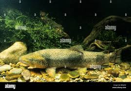 Image result for Salmo marmoratus