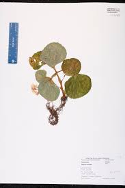 Image result for Begonia cucullata var. Hookeri
