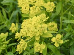 Attēlu rezultāti vaicājumam “Euphorbia palustris leaf”