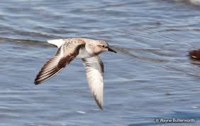 Image result for Calidris ruficollis