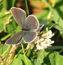 Attēlu rezultāti vaicājumam “Lophozia capitata”